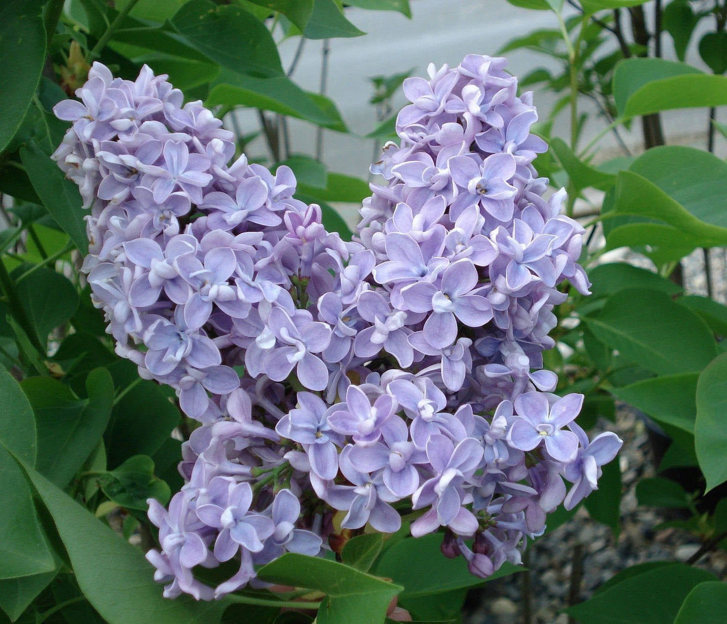  President Grevy Lilac