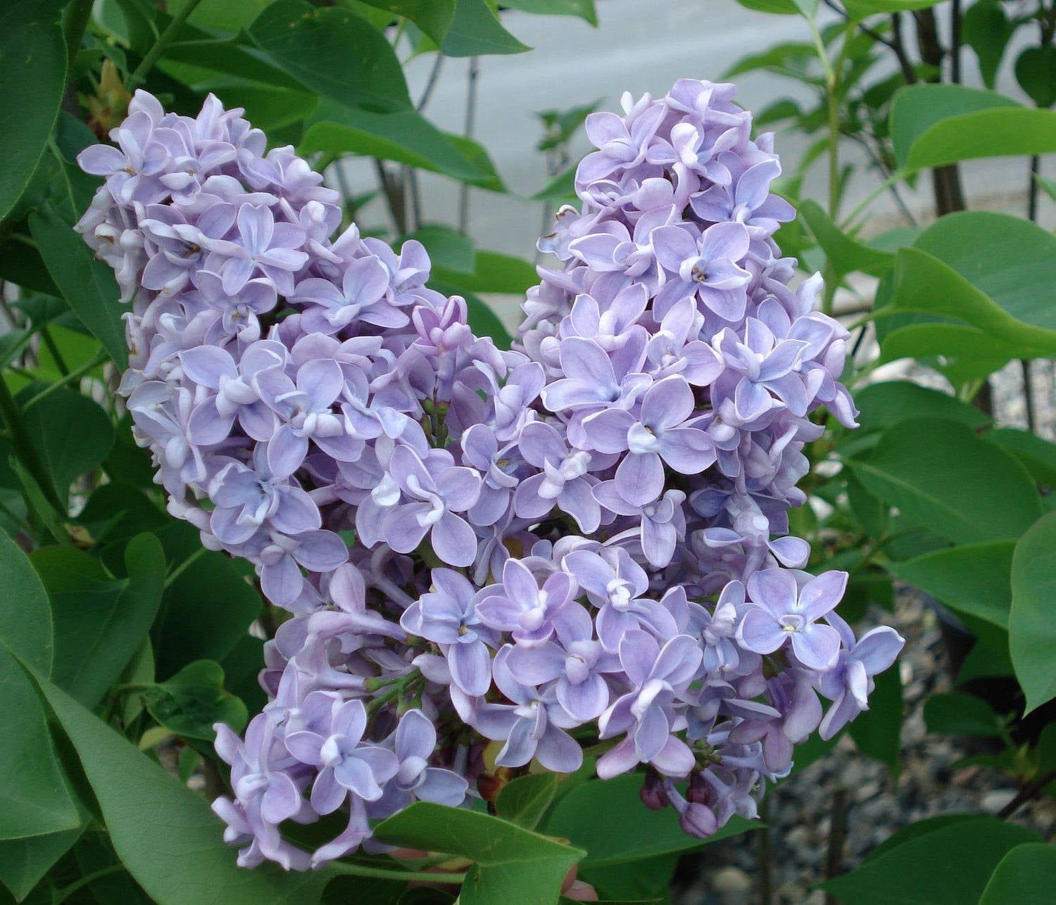  President Grevy Lilac