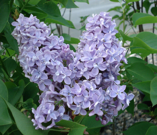  President Grevy Lilac