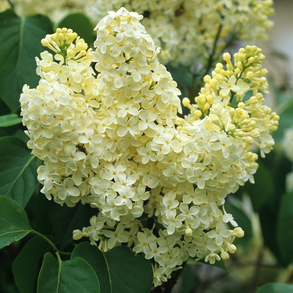  Primrose Lilac