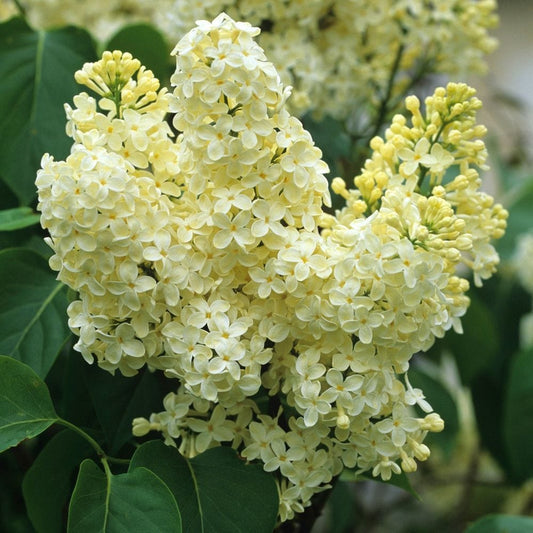  Primrose Lilac