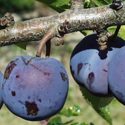  Royal European Plum Bundle No. 1