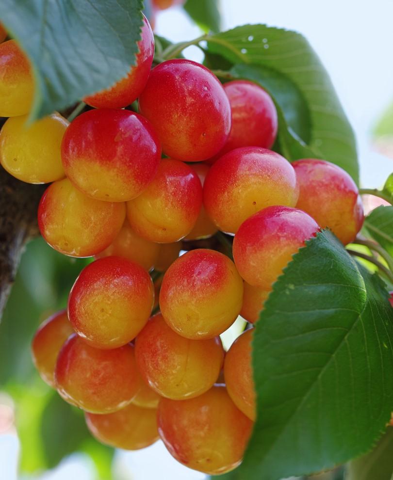  Rainier Cherry