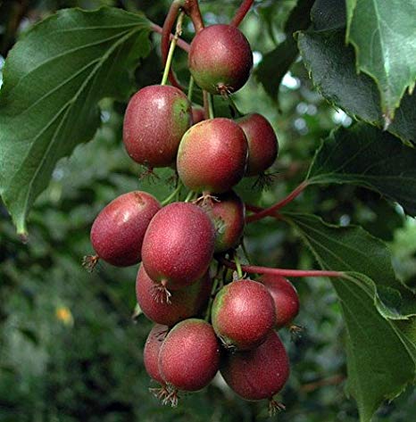  Ken's Red Hardy Kiwi