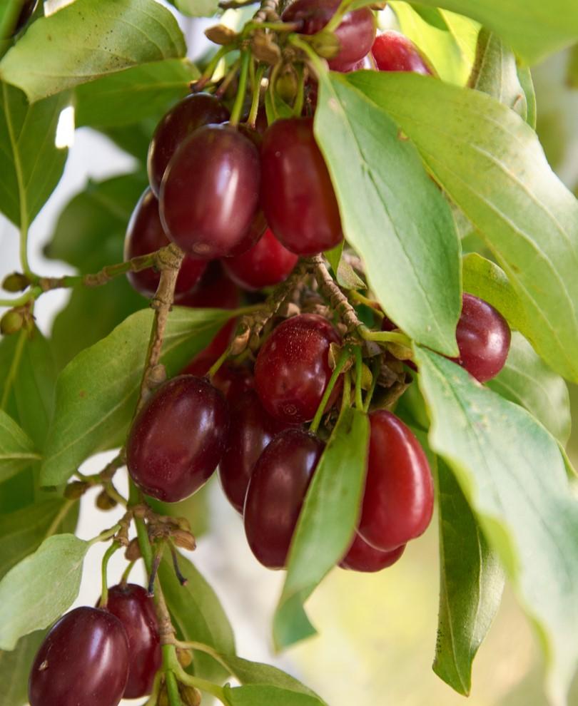  Red Star Cornus Mas