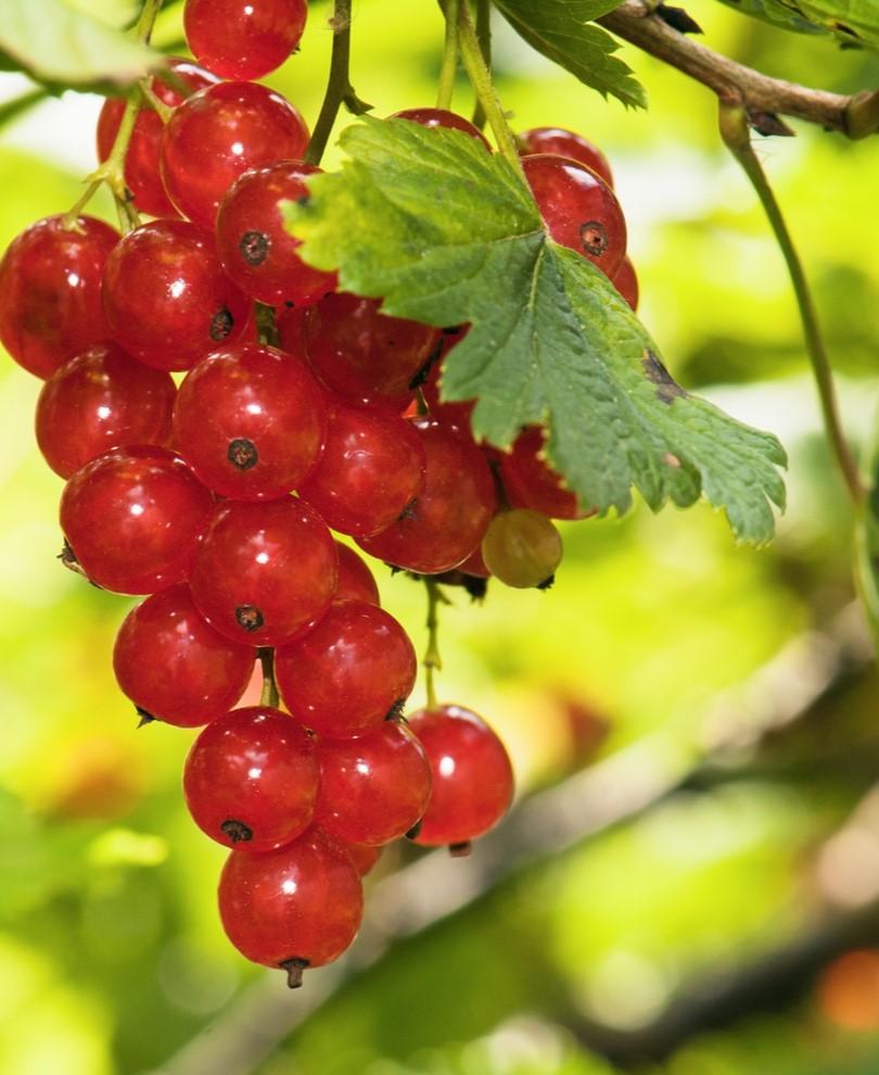  Rosetta Red Currant