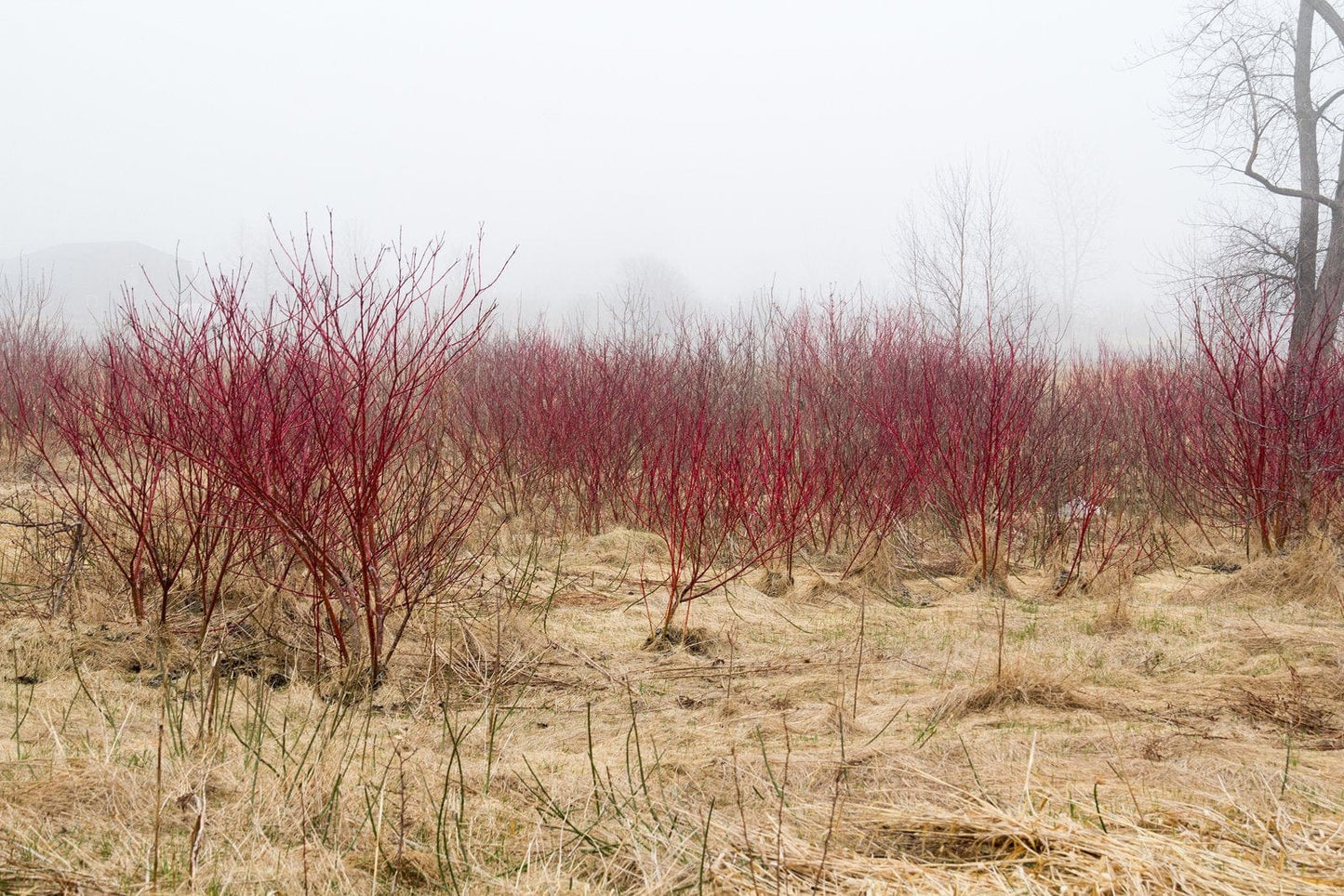  Red Osier Dogwood