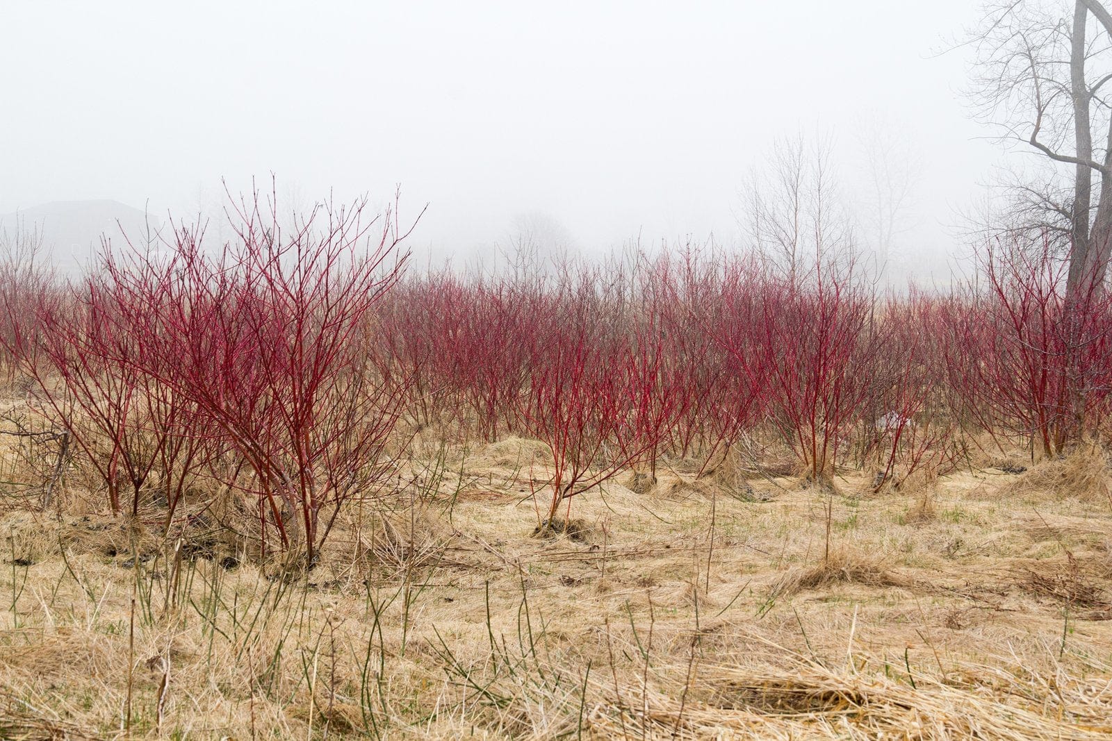  Red Osier Dogwood