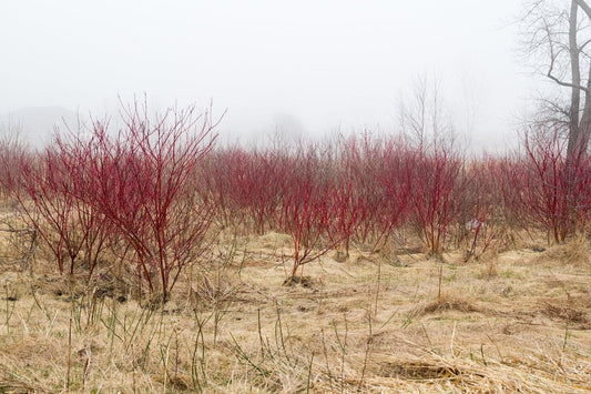 Red Osier Dogwood