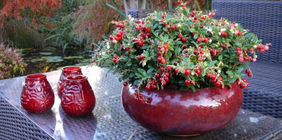  Red Candy Lingonberry