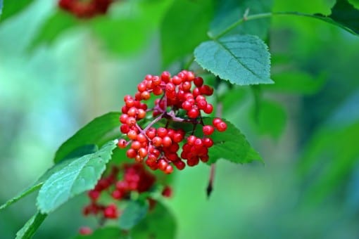  Red Elderberry
