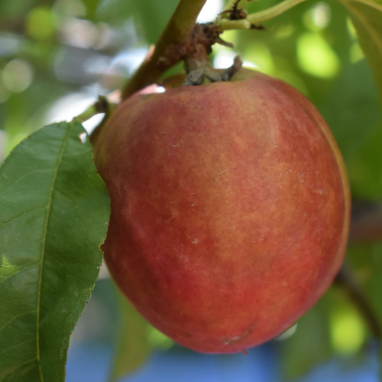  Red Gold Nectarine