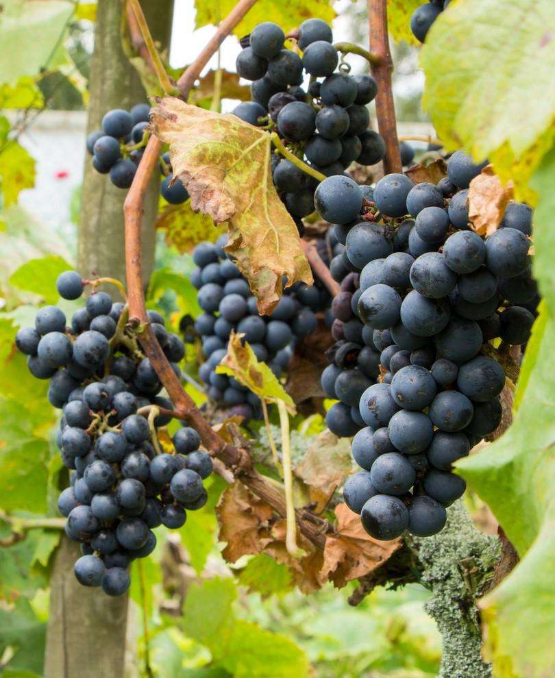  Regent Grape