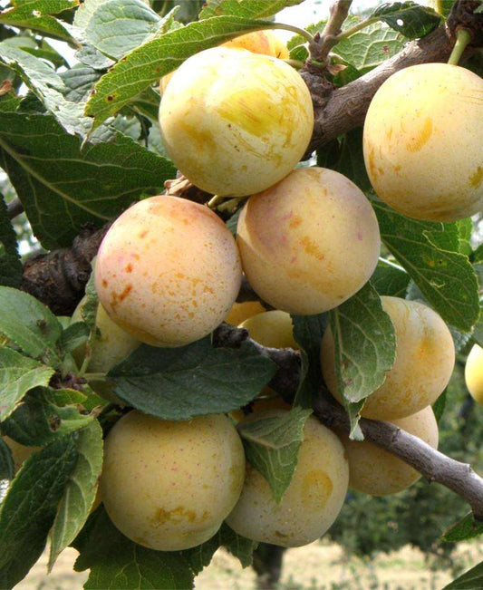  Reine De Mirabelle European Plum