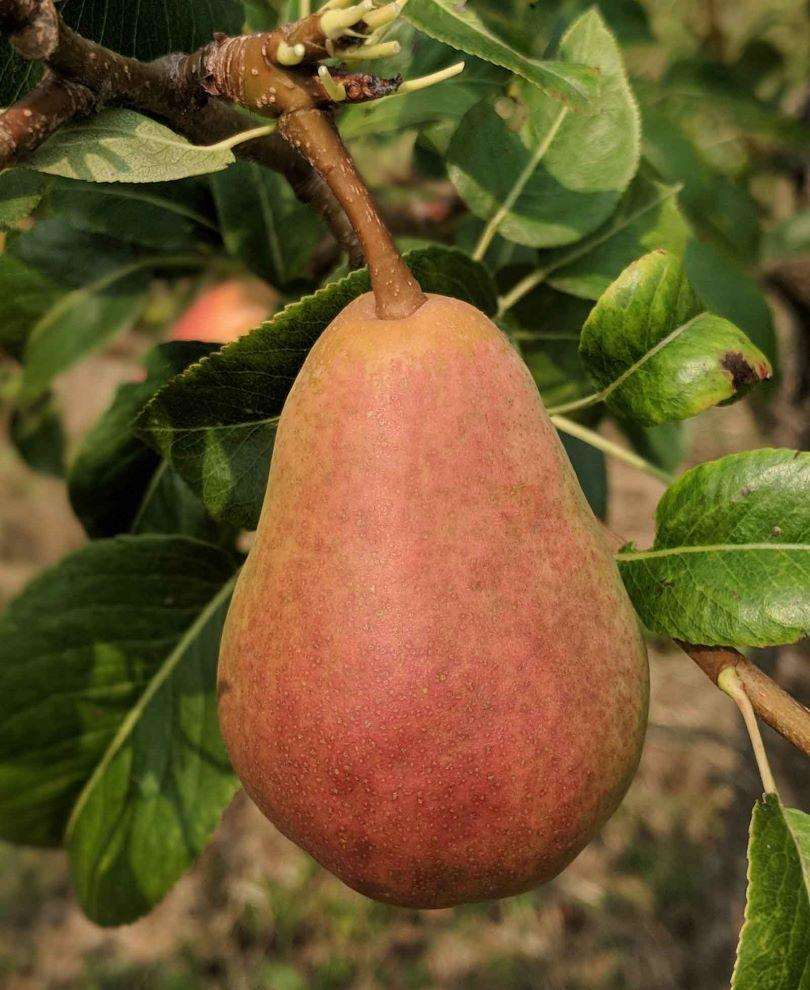  Rescue European Pear