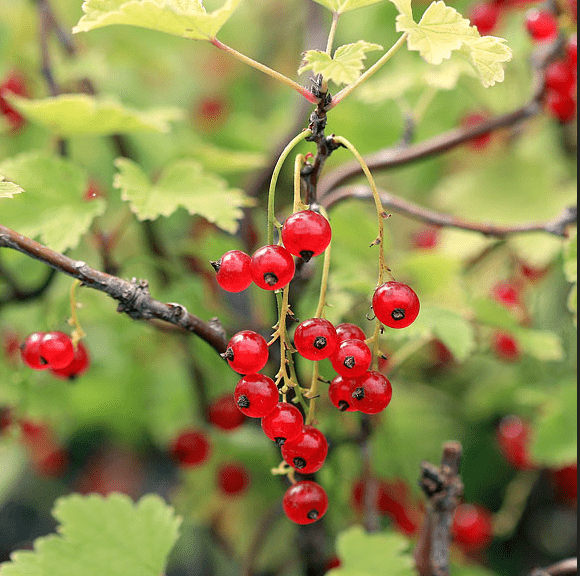  Red Lake Currant