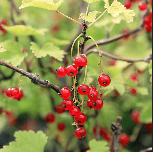  Red Lake Currant