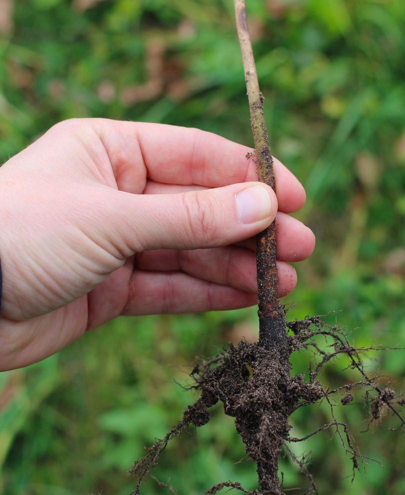  Budagovski 9 Apple Rootstock