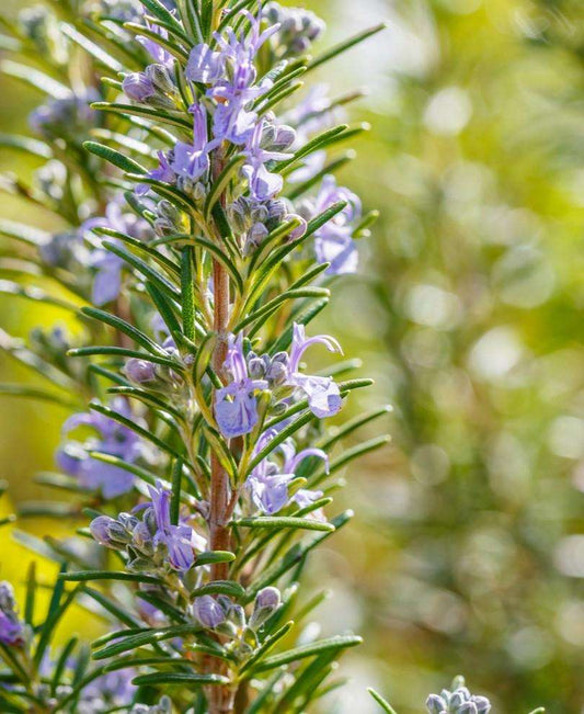  Finest Culinary Rosemary Bundle (6-Pack)