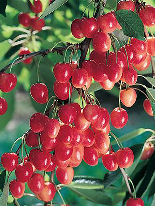  Royal Ann Cherry