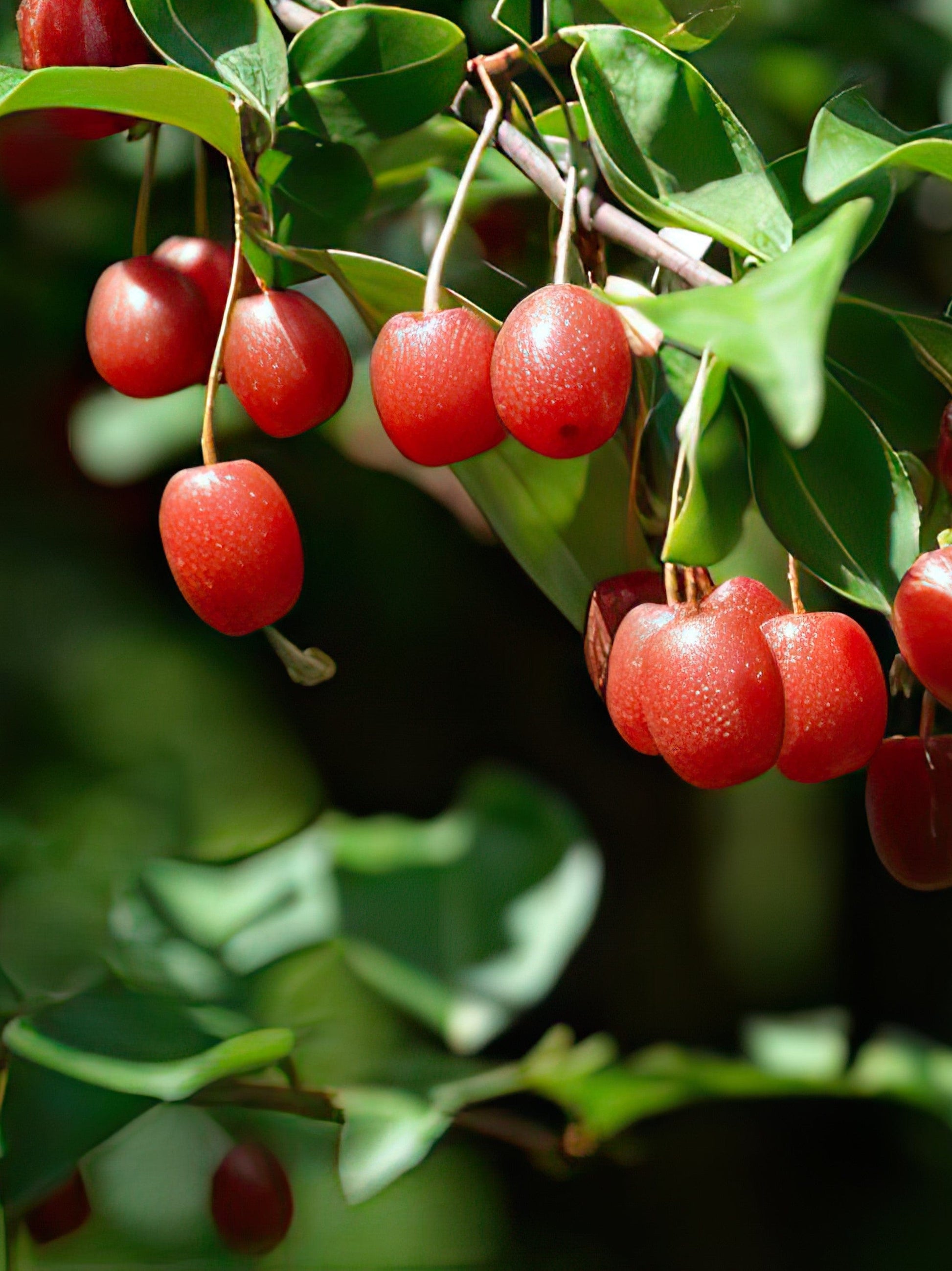  Red Gem™ Goumi