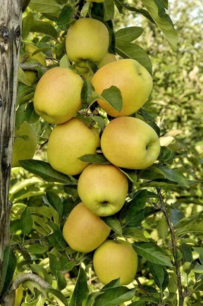  Golden Treat™ Urban™ Columnar Apple