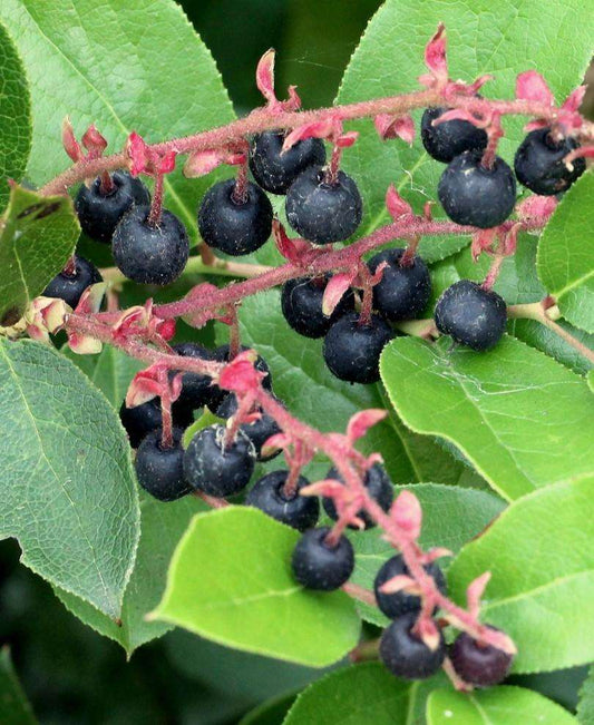 Salal