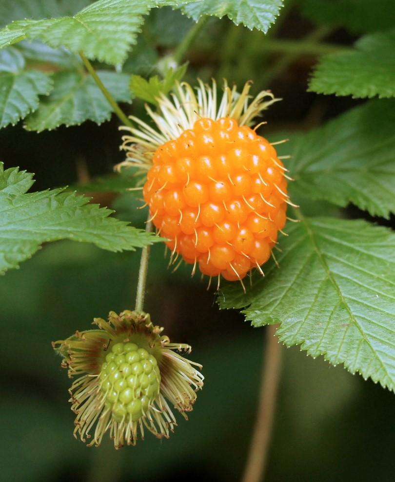  Salmonberry