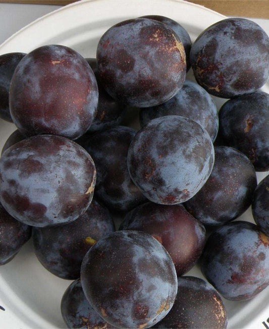  Sanctus Hubertus European Plum