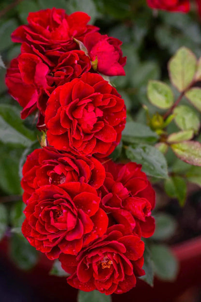 Alpha Rosa Red Sunblaze®