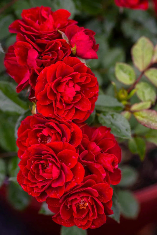 Alpha Rosa Red Sunblaze®
