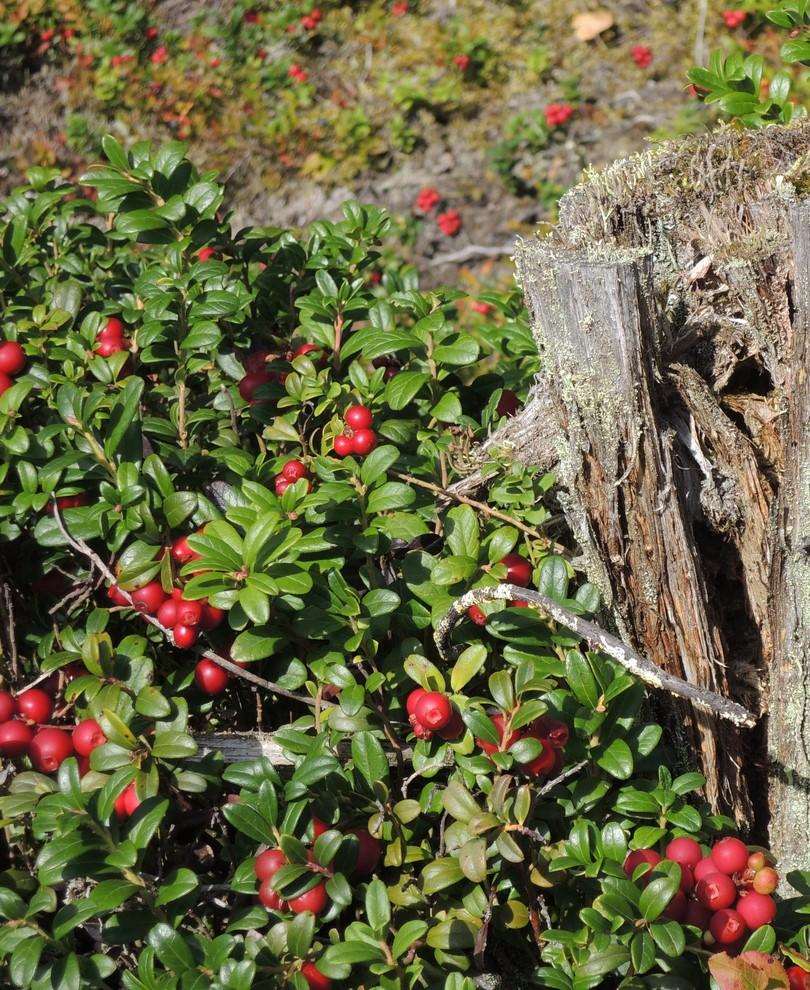  Scarlet Lingonberry