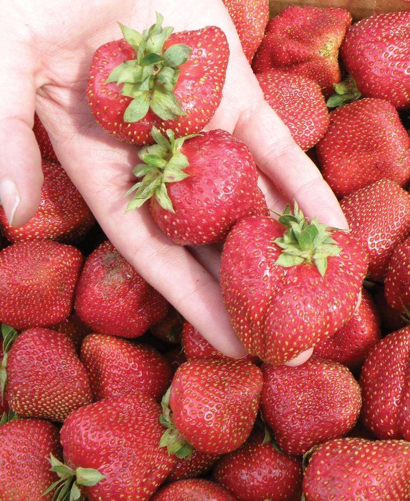  Seascape Strawberry Bundle (3 Packs)