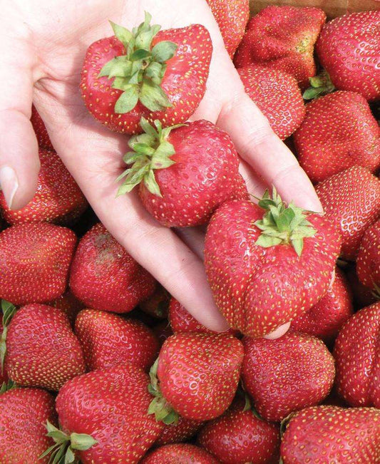  Seascape Strawberry Bundle (3 Packs)