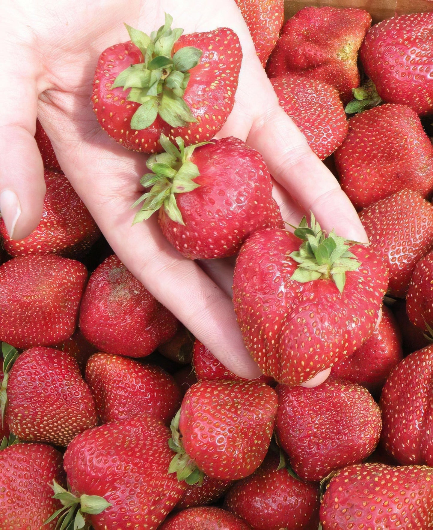  Seascape Strawberry