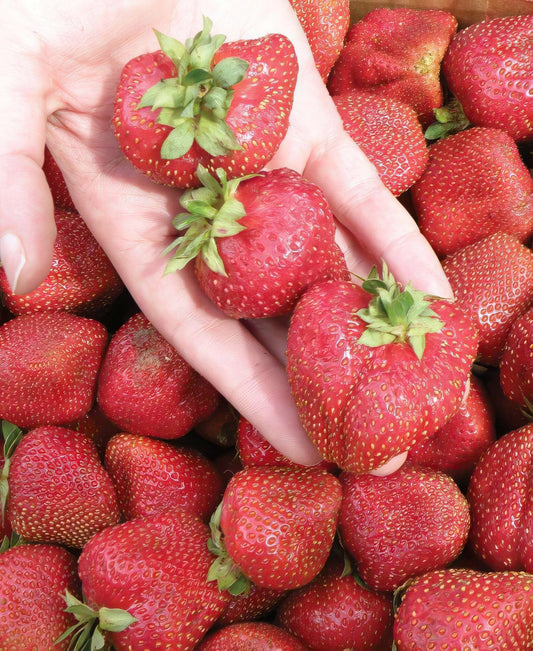  Seascape Strawberry