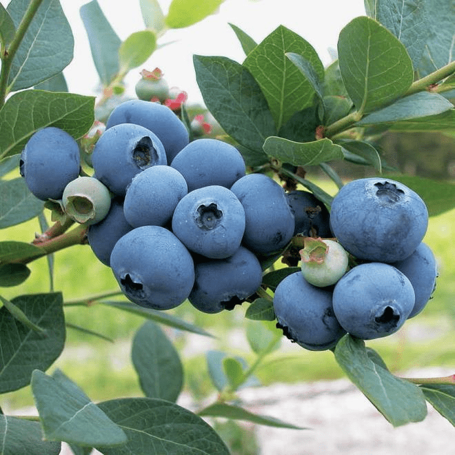  Sweetheart Blueberry