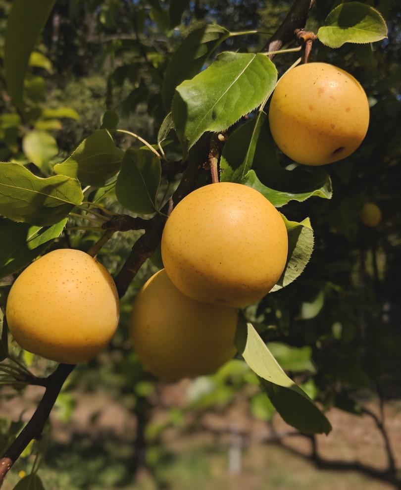  Shinseiki Asian Pear