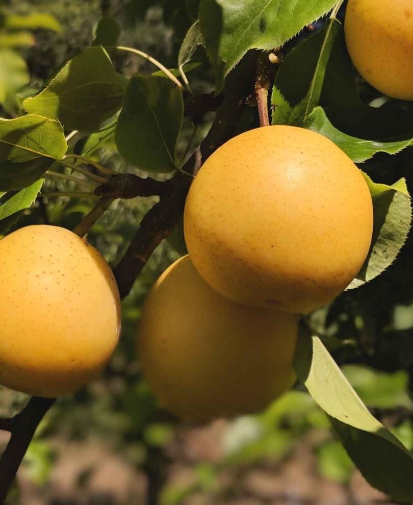  Combo Asian Pear Tree (5 Varieties)