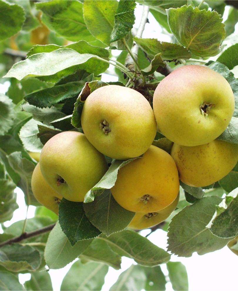  Shipova European Pear