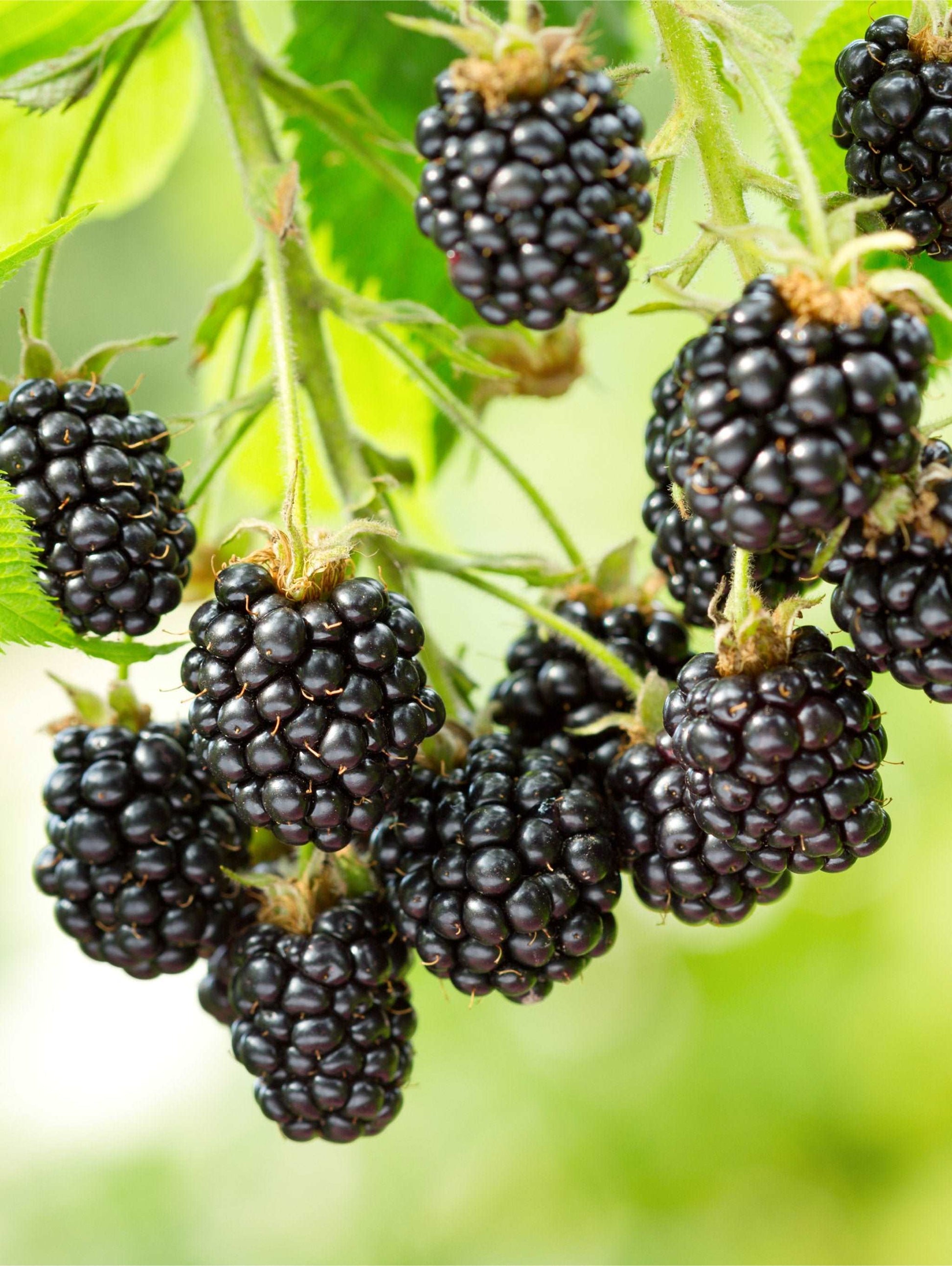  Cascade Blackberry