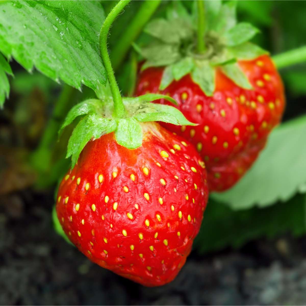  Holiday Strawberry