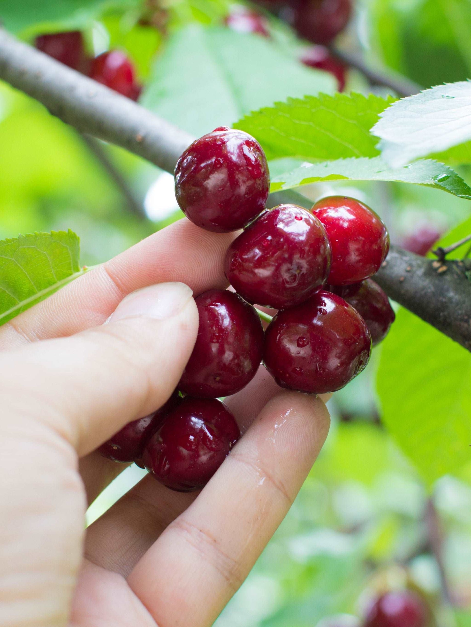  Combination Cherry Tree (5 Varieties)