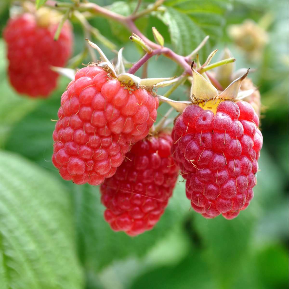  Heritage Raspberry