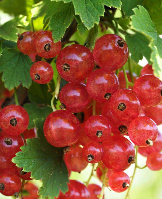  Gloire De Sablons Pink Currant