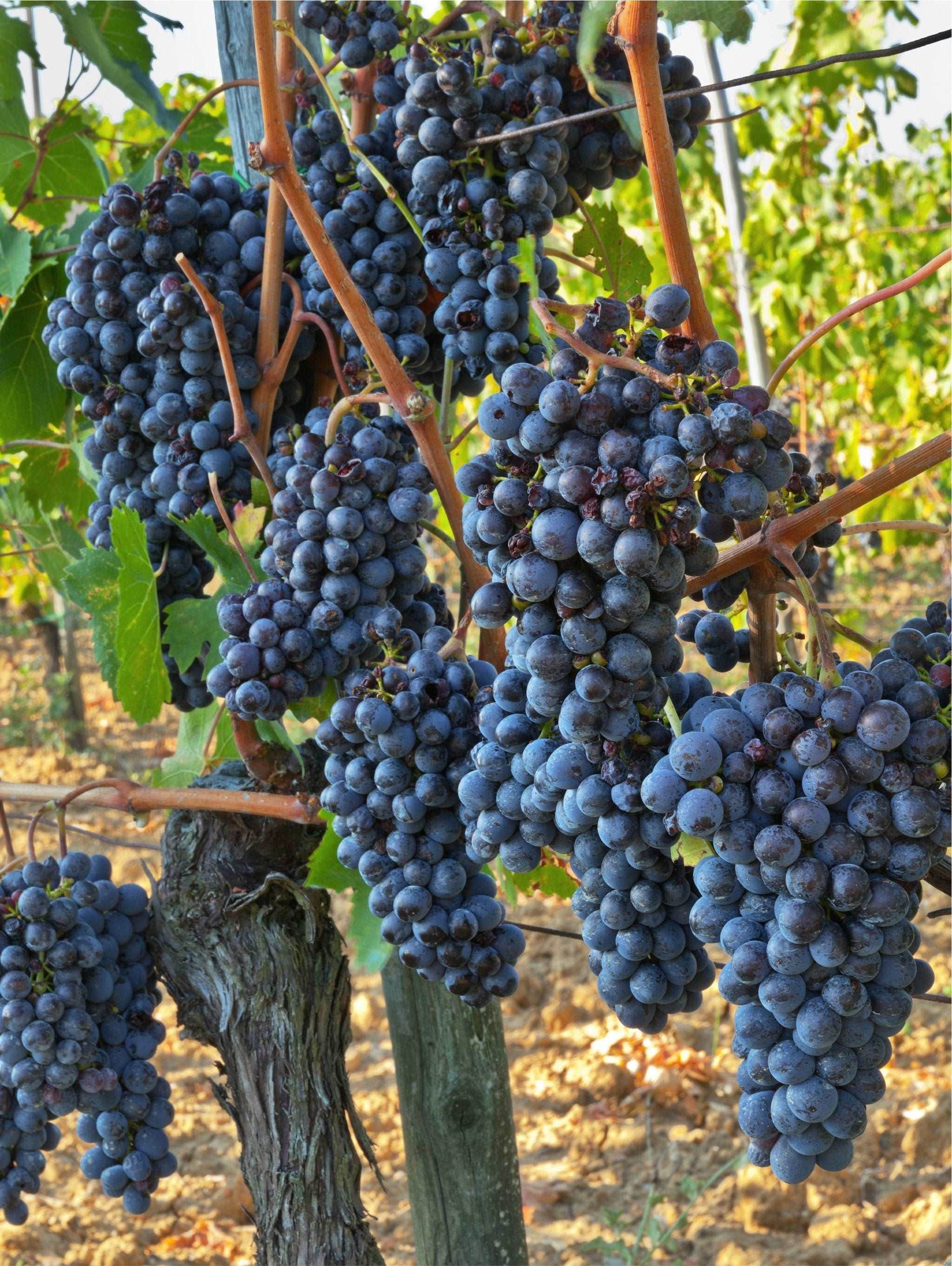  Jupiter Seedless Grape