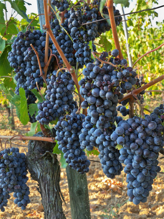  Jupiter Seedless Grape