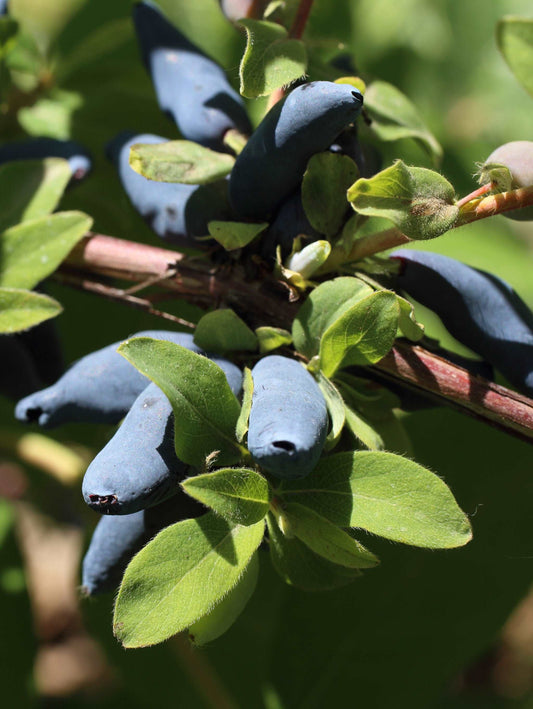  Blue Hokkaido™ Honeyberry
