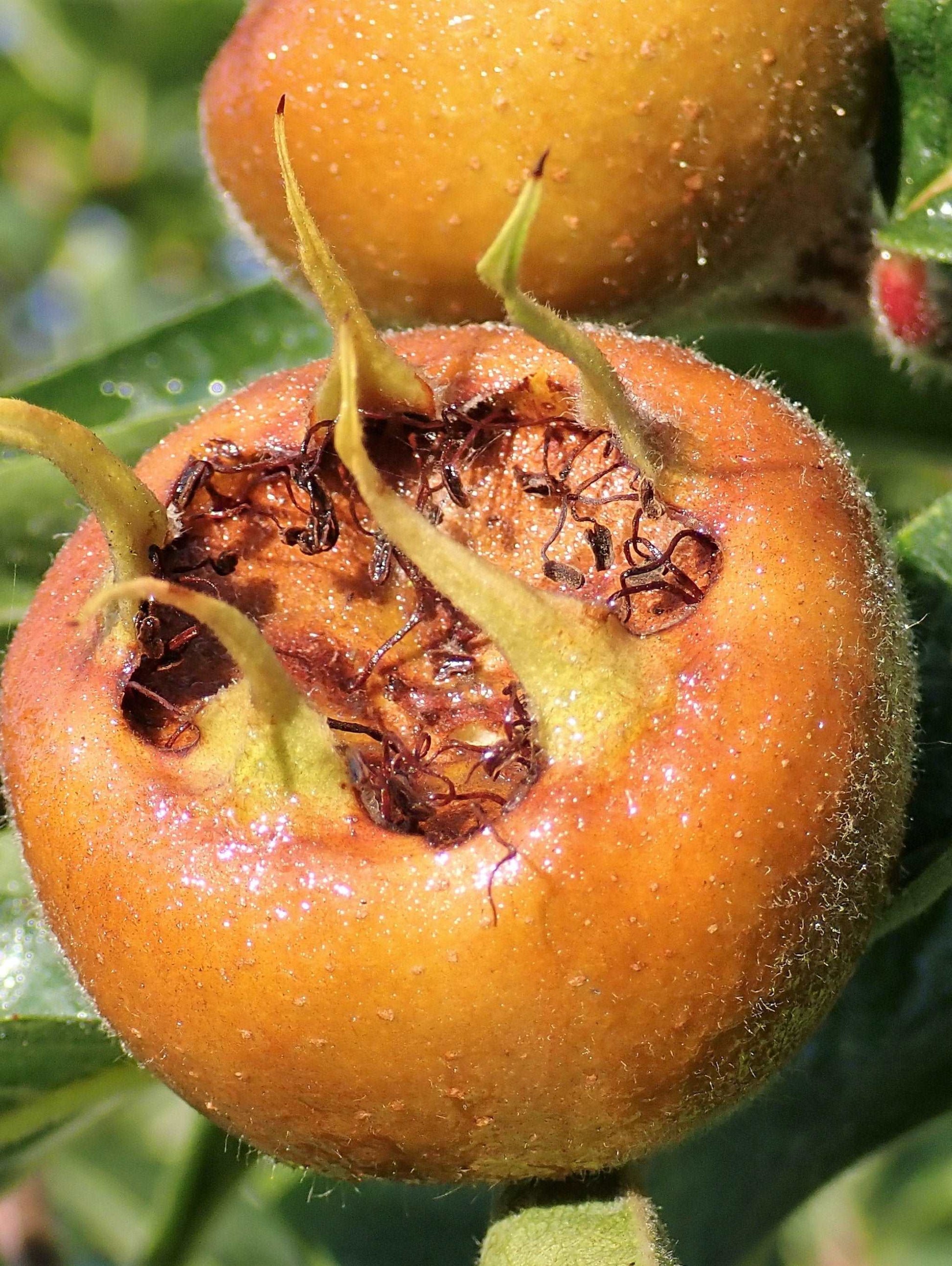  Macrocarpa Medlar