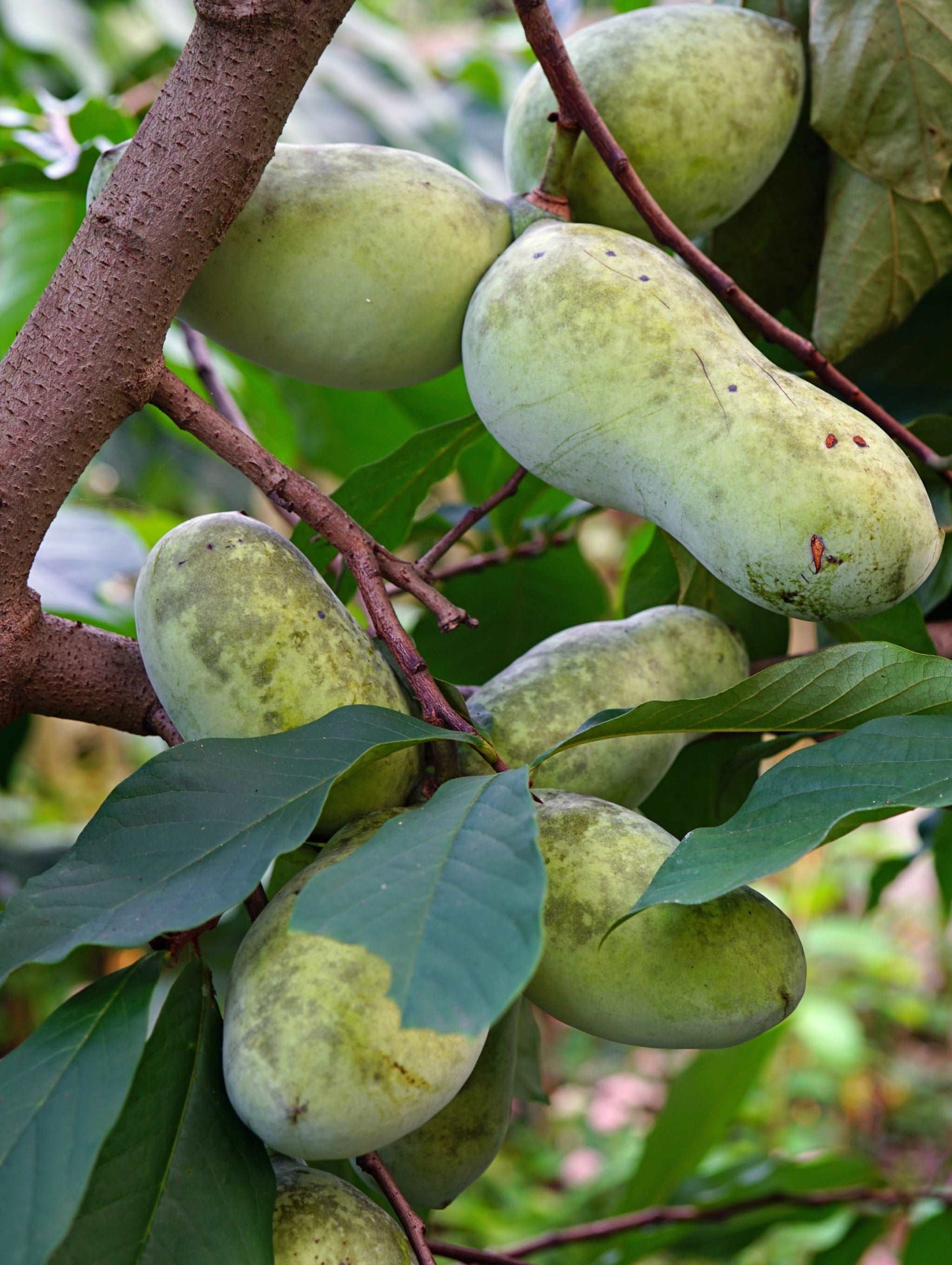  Mango Paw Paw